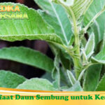 Manfaat Daun Sembung untuk Kesehatan