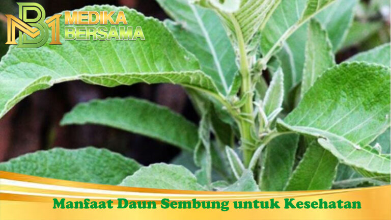 Manfaat Daun Sembung untuk Kesehatan