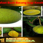 Manfaat Buah Bacang bagi Kesehatan